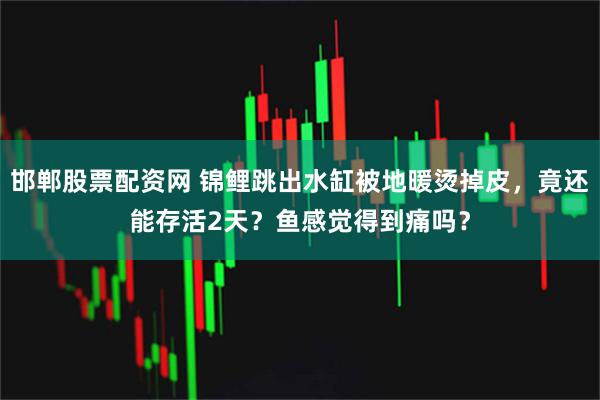 邯郸股票配资网 锦鲤跳出水缸被地暖烫掉皮，竟还能存活2天？鱼感觉得到痛吗？